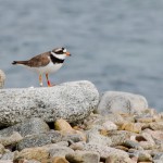 Större strandpipare